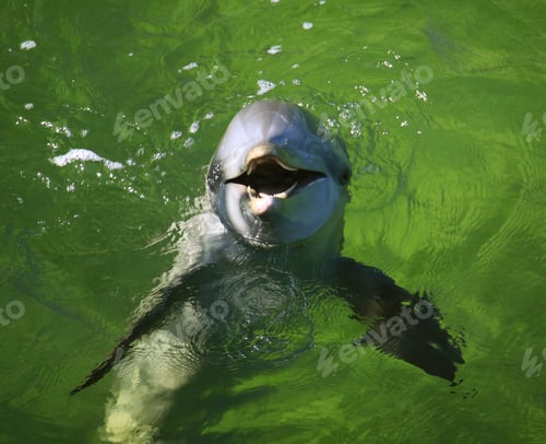 Preview: Dolphin Performance In The Ocean