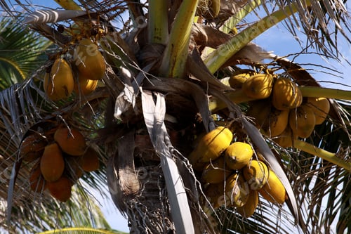 Preview: Coconut Palm Tree. Caribbean, Cuba