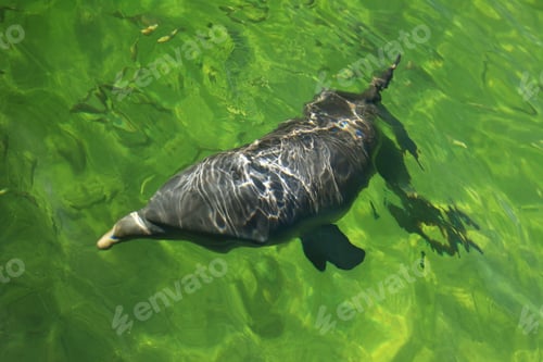 Preview: Dolphin Performance In The Ocean