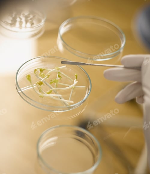 Visualização: Close Up Of Seeds In Petri Dish