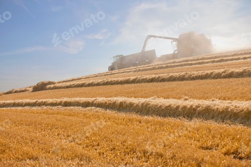 Preview: Extreme Wide Shot Of A Tractor Pulling A Trailer Loaded With Wheat Alongside A Combine Harvester.
