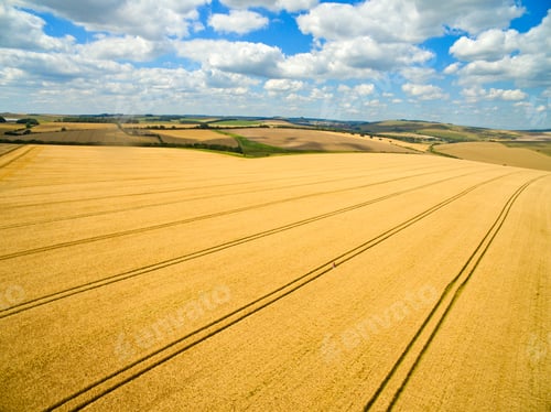 Preview: Scenic Aerial Landscape View Of Sunny Golden Barley Field In Rural Countryside