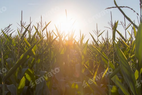 Preview: Close Up Of Maize Crop Growing In Field At Sunset