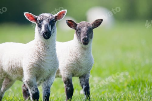 Preview: Portrait Of Curious Lambs In Sunny Green Spring Grass