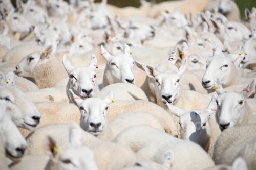 Preview: A Close-Up Shot Of Sheep'S In A Flock Across The Frame.