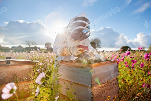 Preview: Beekeeper Using Smoker To Check Beehives In The Field Full Of Flowers