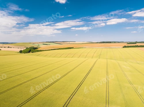 Preview: Aerial View Of Ripening Wheat Crop Fields On Farm Under Blue Sky And White Clouds On Farm