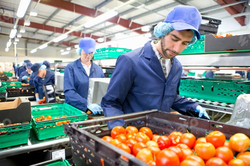 Preview: Worker Sorting Ripe Red Tomatoes On Production Line In A Food Processing Plant
