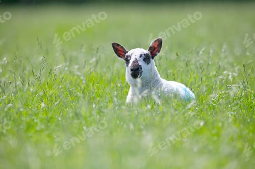 Preview: Portrait Of A Curious Lamb Laying In A Green Field On A Sunny Spring Day