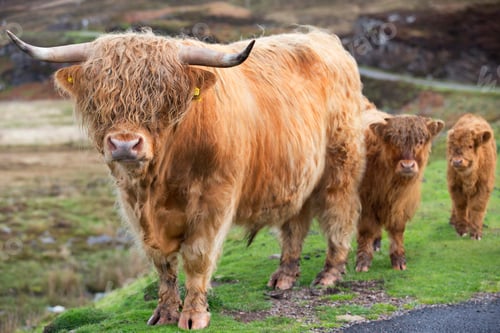 Preview: Full Shot Of A Highland Cow With Her Calf'S Standing In The Background.