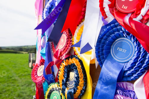 Preview: Close-Up Shot Of Multiple Equestrian Rosettes In Different Colors Hanging On A Door.
