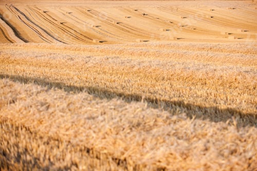 Preview: Stubble Field With Straw Bales