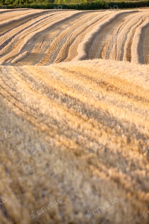 Preview: Stubble Field With Straw Lined Up Ready For Baling