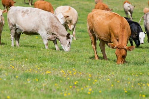 Preview: Herd Of Cows In Rural Field