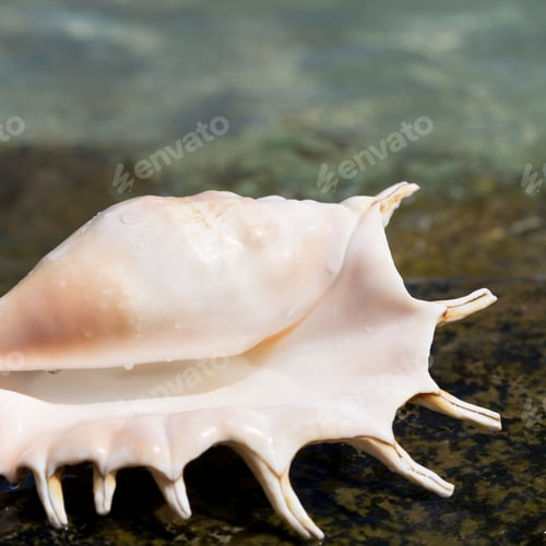 Preview: A Seashell At The Beach