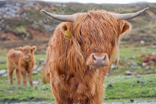Preview: Portrait Shot Of A Highland Cow With Her Calf In The Background.