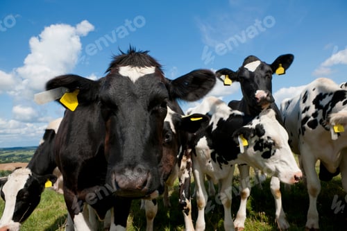 Preview: Portrait Of A Group Of Cows