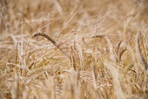 Preview: Full Frame Close Up Of Barley Crop Growing In Field