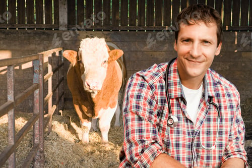 Preview: Vet Examining Fresian Bull In Barn