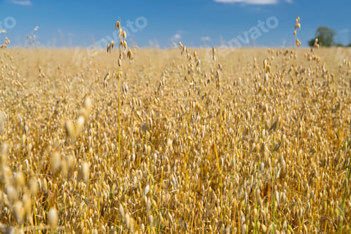 Preview: Close Up Of Oats Growing In Field With Blue Sky