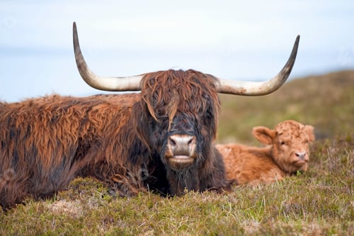 Preview: Highland Cattle On The Scottish Moor