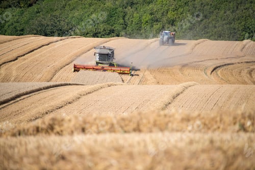 Preview: Harvest View Of Combine Harvester Cutting Summer Wheat Field Crop And Tractor Trailer On Farm