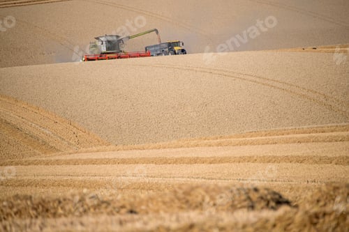 Preview: Harvest View Of Combine Harvester Cutting Summer Wheat Field Crop And Tractor Trailer On Farm