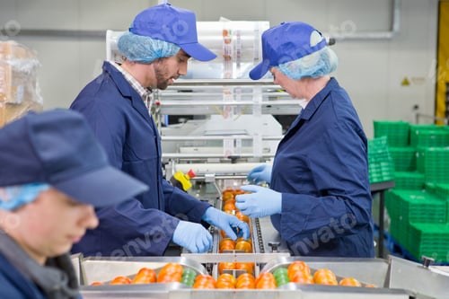 Preview: Quality Control Workers Inspecting Tomatoes On Production Line In A Food Processing Plant