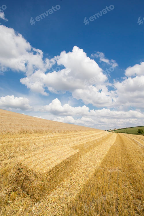Preview: Bale Of Straw In Sunny Rural Field