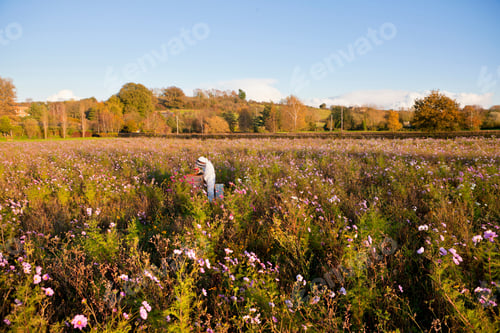 Preview: A Beekeeper Working In The Field Full Of Flowers
