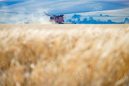 Preview: Summer Field Barley Crop Harvest With Combine Harvester On Farm