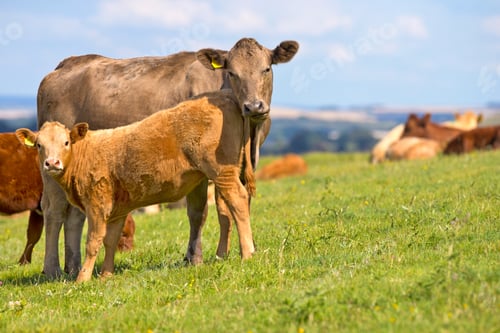 Preview: Cow And Calf In Rural Field