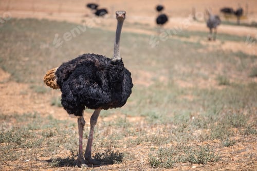 Preview: Flock Of Ostriches In South African Countryside