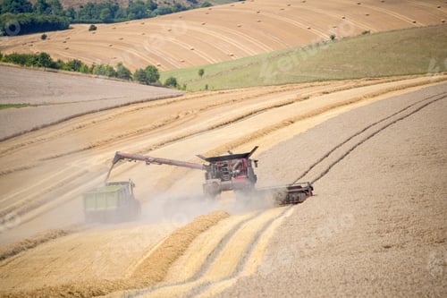 Preview: Harvest View Of Combine Harvester Cutting Summer Wheat Field Crop And Tractor Trailer On Farm