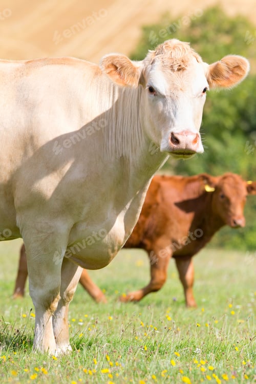 Preview: Two Cows In Rural Field