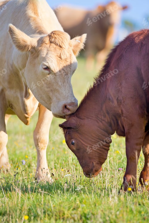 Preview: Cow And Calf In Rural Field