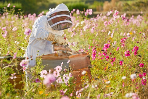 Preview: Wide Shot Of A Beekeeper Using Smoker To Check Beehives In The Field Full Of Flowers