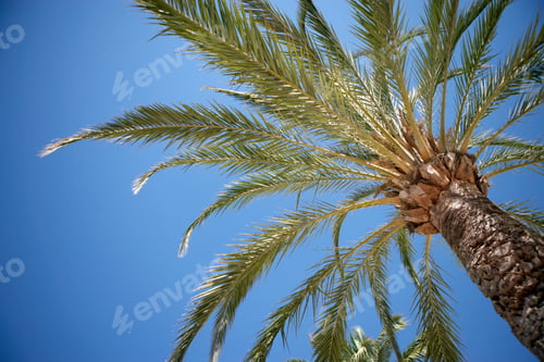 Preview: A Low Angle Shot Of Palm Tree Against A Blue Sky.