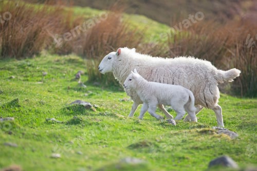 Preview: Sheep And A Lamb On Moorland