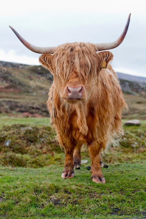 Preview: Vertical Shot Of A Highland Cow Standing In An Open Field.