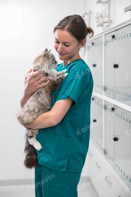 Preview: Nurse Holding Pet Cat In Recovery Room Of Vet Surgery