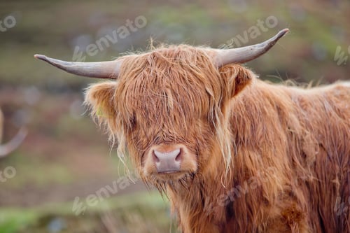 Preview: Close-Up Portrait Of A Highland Cow Standing In An Open Field.