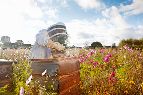 Preview: Beekeeper Using Smoker To Check Beehives In The Field Full Of Flowers