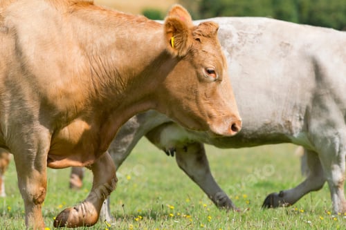 Preview: Herd Of Cows In Rural Field