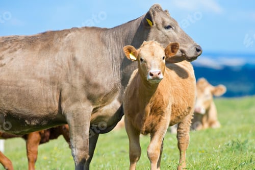 Preview: Cow And Calf In Rural Field