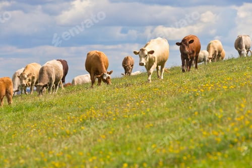 Preview: Herd Of Cows In Sloping Rural Field