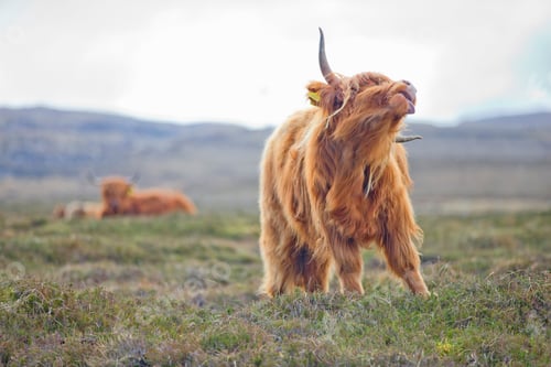 Preview: A Highland Cow Scratching Its Back With The Horns On The Scottish Moor