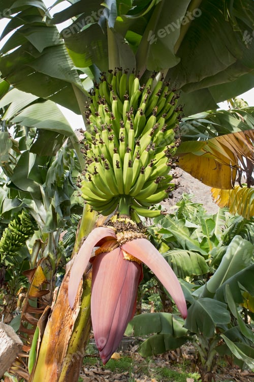 Preview: Bananas Growing And Ripening On Tree In Plantation