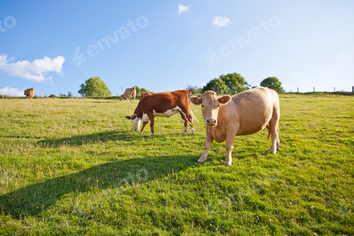 Preview: Herd Of Cows In Rural Field