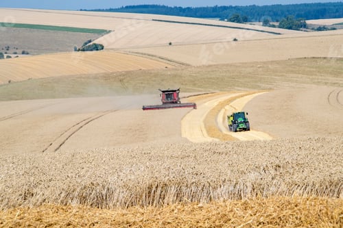 Preview: Harvest Landscape View Of Combine Harvester Cutting Summer Wheat Field Crop And Tractor Trailer On